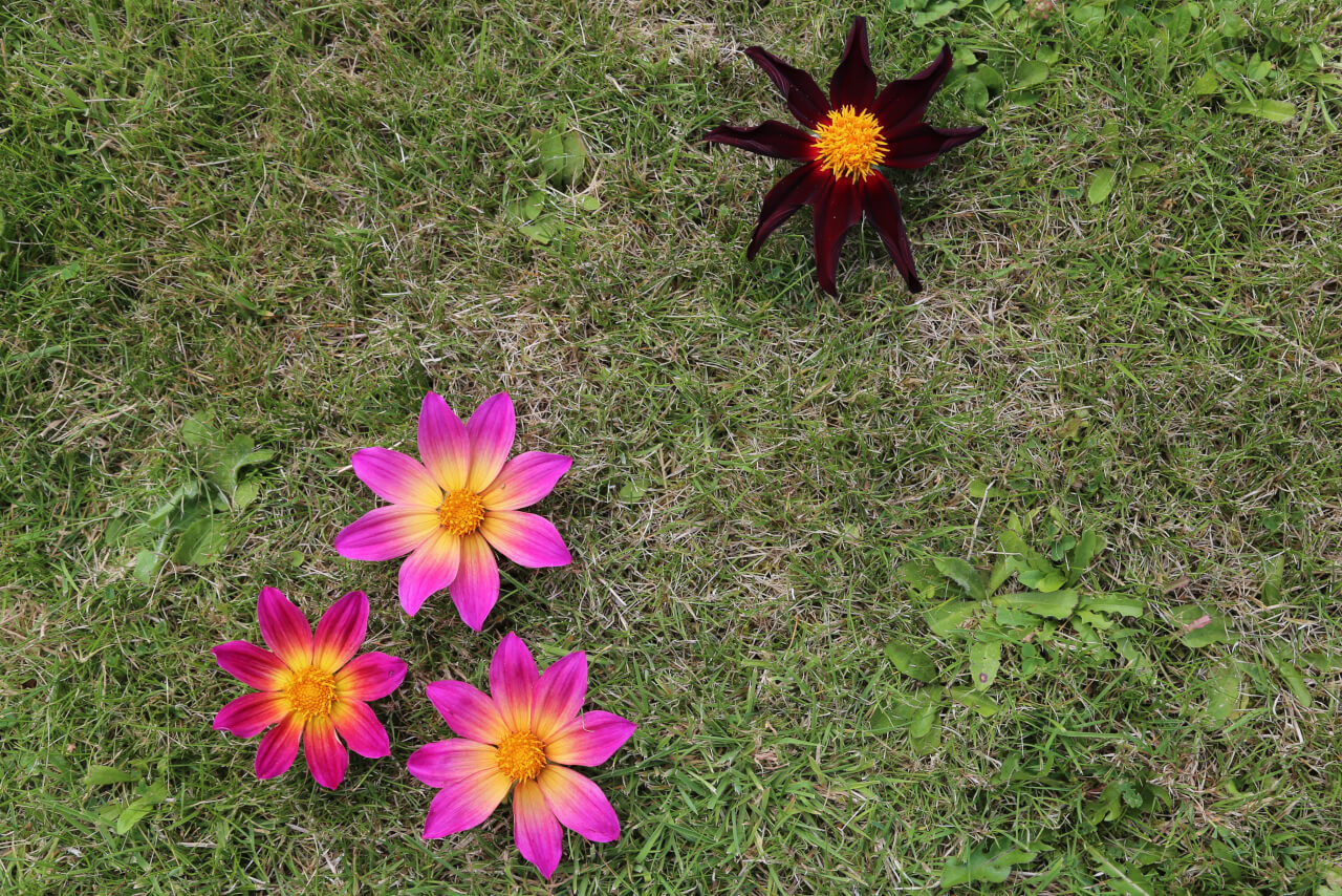 4 times 8, 4 dahlia flowers with 32 petals