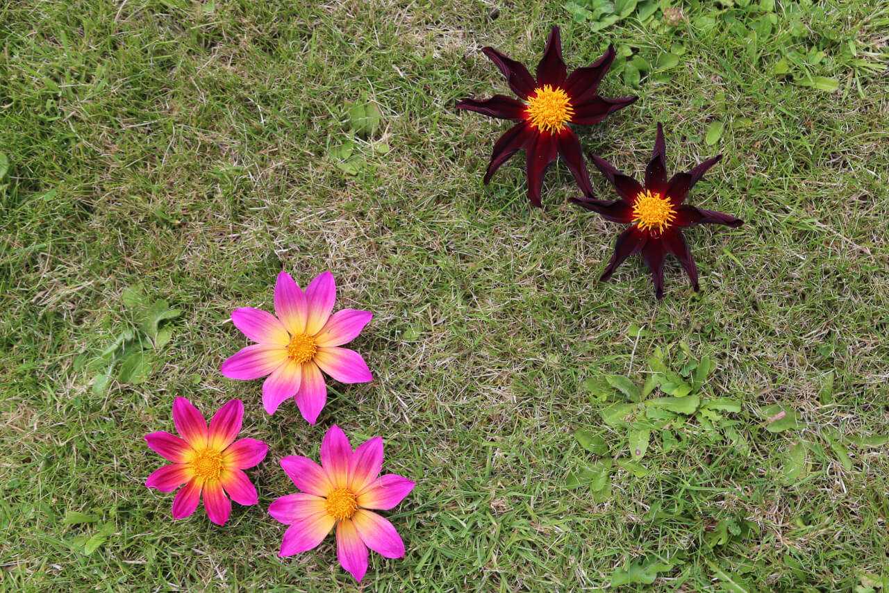 5 times 8, 5 dahlia flowers with 40 petals