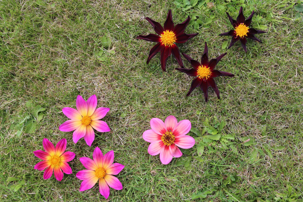 7 times 8, 7 dahlia flowers with 56 petals