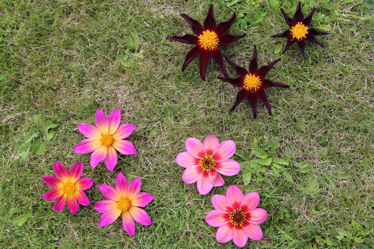 8 times 8, 8 dahlia flowers with 64 petals