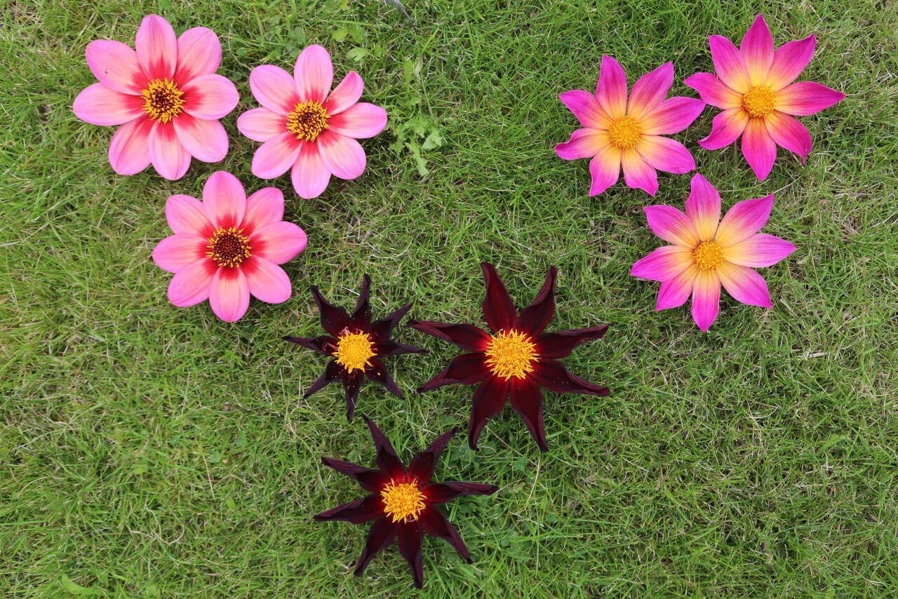 9 times 8, 9 dahlia flowers with 72 petals